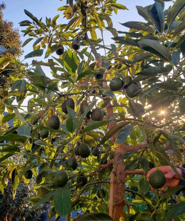 Human Avocado Tree of the Week: June 2, 2026 - ArborNote
